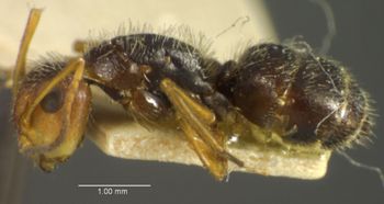 Media type: image; Entomology 21595   Aspect: habitus lateral view